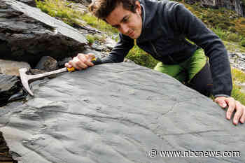 Ecosystem predating the dinosaurs uncovered in the Alps by a hiker and melting snow