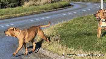 Children stop playing outside as 'wild dogs' terrorise residents of tiny Highland village