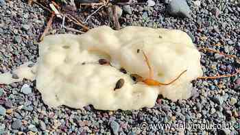 Scientist says he's solved the mystery of bizarre white blobs that washed up on Newfoundland coast