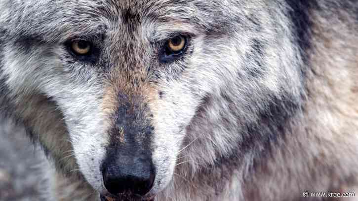 Reward being offered for information about Mexican wolf's death