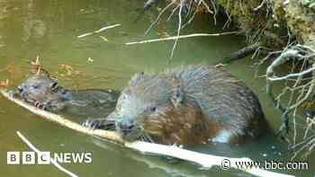 Beaver kits named by beaver scouts and pupils