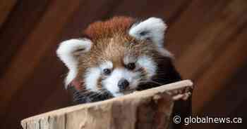 Edmonton zoo debuts endangered red panda cubs Fred and George