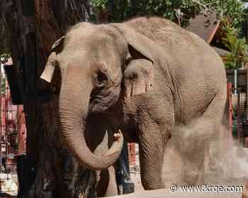 ABQ BioPark's pregnant elephant could give birth soon