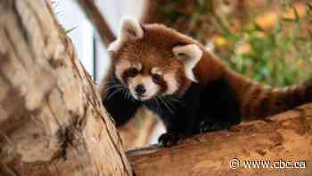 Edmonton Valley Zoo debuts endangered red panda cubs Fred and George