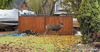 ‘I’m nervous’: Deer attack prompts call for more signage in Kelowna