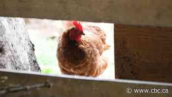 1st case of H5N1 avian flu in Canada confirmed. Health Canada says there are vaccines