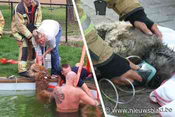 Van een paard in een zwembad tot rookintoxicatie bij een hond: ook hier rukt de brandweer voor uit