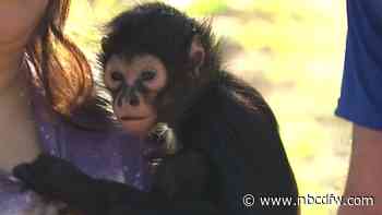 Sanctuary caring for spider monkey confiscated by Dallas PD concerned he's malnourished