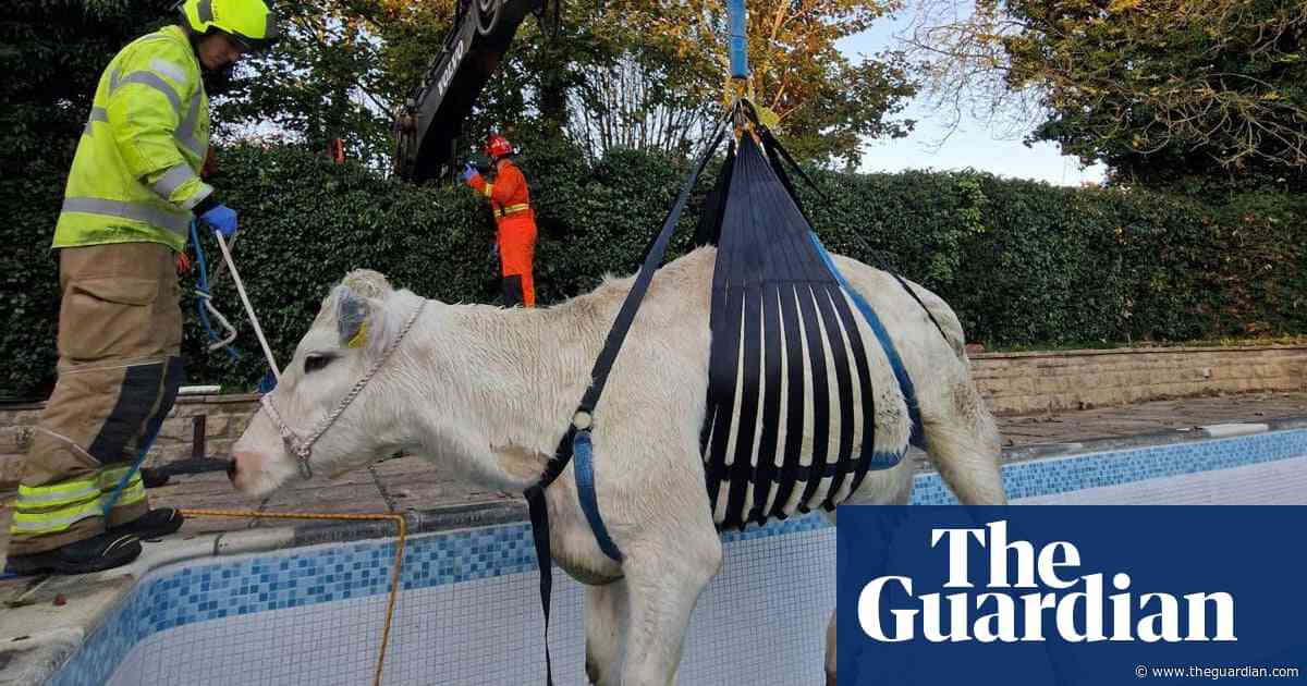 Pregnant cow rescued after getting stuck in swimming pool in Rutland