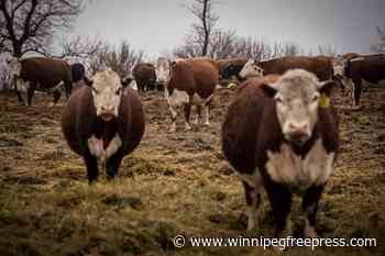 Canada in poor position to tap into growing global demand for beef