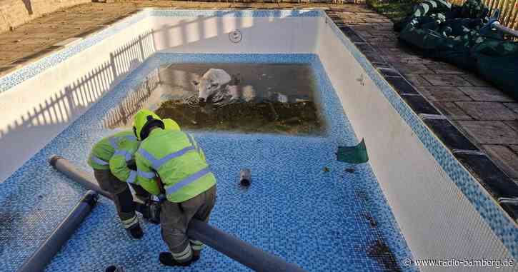 «Wellness-Tag»: Feuerwehr rettet trächtige Kuh aus Pool