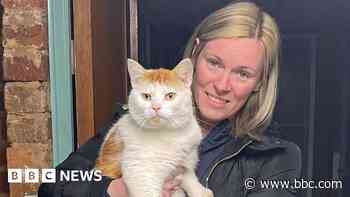 Missing cat found in Coventry - 300 miles from home