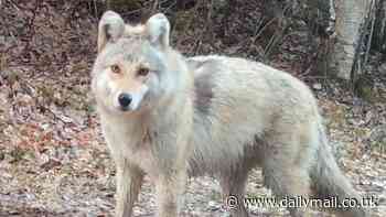 Incredible footage shows mysterious 'wolf-dog' beast glaring at trail cam