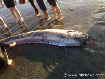 A mythical harbinger of doom washes up on a California beach