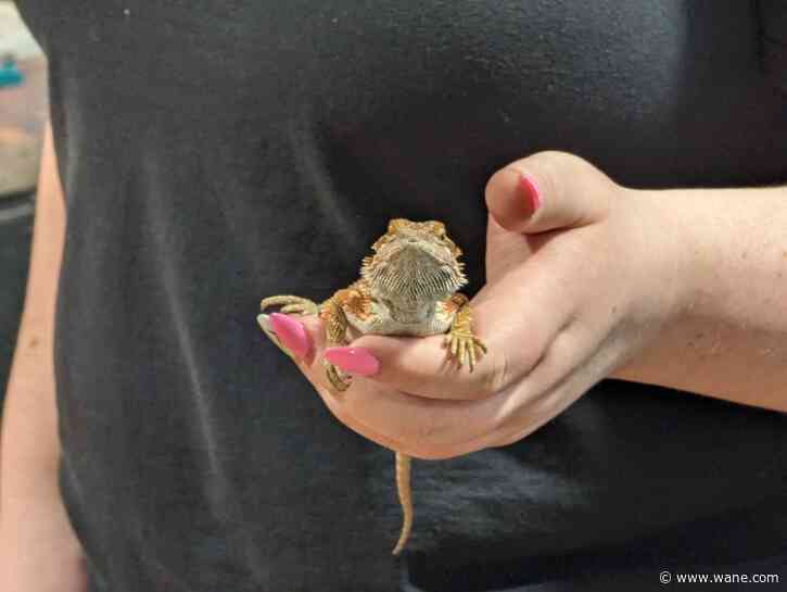 Slither or crawl into the Coliseum for the FW Indiana Reptile Show