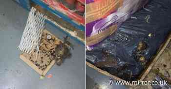 Filthy supermarket full of decomposing rats that gnawed through food packaging