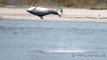 Bekannter Ostsee-Delfin „Delle“ begeistert Forscher mit ungewöhnlichem Verhalten