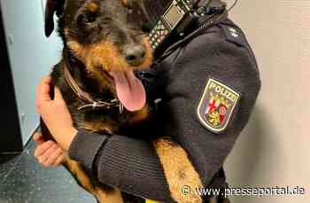 POL-PDTR: Fundhund - Deutscher Jagdterrier auf der B327