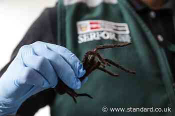 'Spider smuggler' arrested with hundreds of tarantulas taped to body as he tries to fly out of Peru