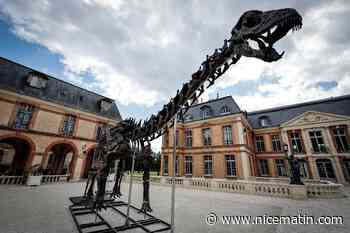 Un squelette géant de dinosaure vendu 6 millions d'euros dans les Yvelines