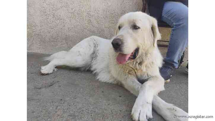 Great Pyrenees Caspyr likes people of all ages