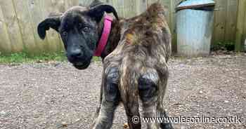 Woman who left her dog looking like this given 10-year pet ban