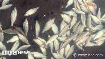 Hundreds of fish found dead in historic loch