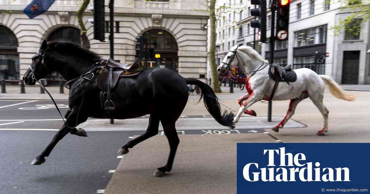 White horse that bolted through London traffic returns to royal duties