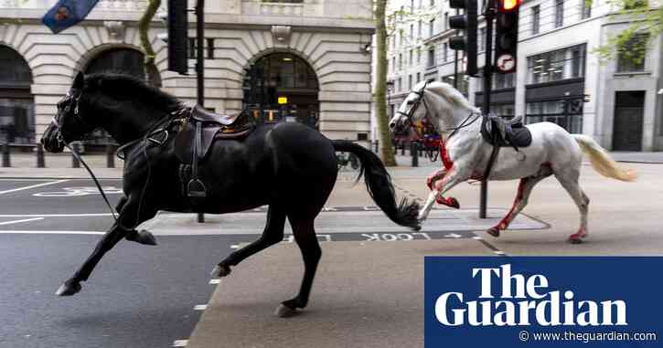 White horse that bolted through London traffic returns to royal duties