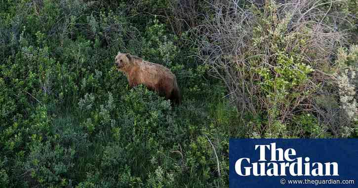 Get away, grizzly: why scientists are chasing bears with drones