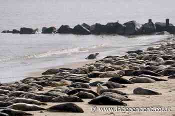 ‘Seal finger’ warning over infection if bitten by sea mammal