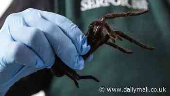 'Spider smuggler' arrested at airport with hundreds of tarantulas strapped to his body