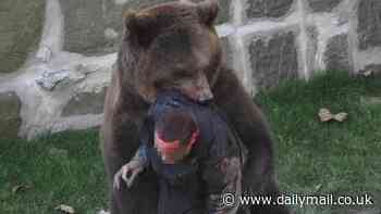 Seconds from death in the jaws of a bear: Moment man is tossed around by ferocious beast in zoo enclosure... before police marksmen save his life