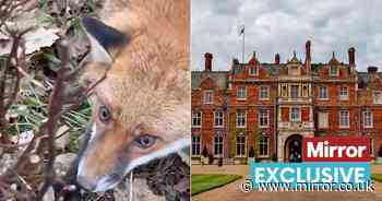 Outrage as video shows fox caught in 'barbaric' snare trap on King's Sandringham estate