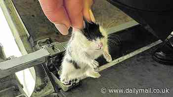 This is your captain squeaking! Aircraft is grounded after over 130 hamsters in the hold manage to escape their cages