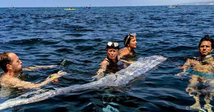 Mysterious ‘doomsday fish’ washes ashore in California for second time this year