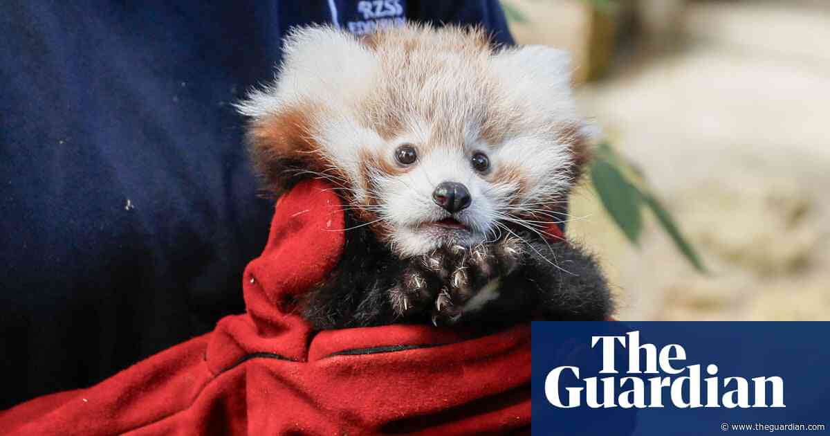 Fireworks blamed for baby red panda’s death at Edinburgh zoo