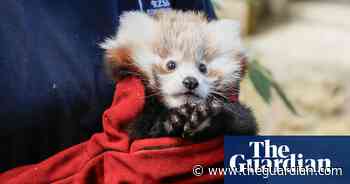 Fireworks blamed for baby red panda’s death at Edinburgh zoo