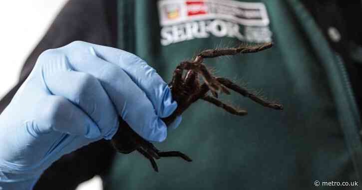 Spider smuggler arrested after police found 300 tarantulas strapped to his body