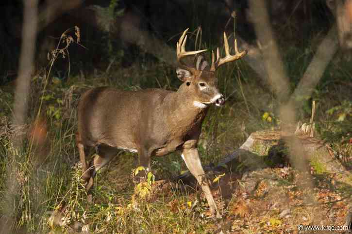 CWD in deer: What are the signs, and is the meat safe to eat?