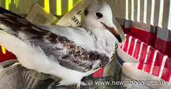 Gull rescued from potentially ‘fatal’ situation ‘impaled on fishing hook’ in Dartford