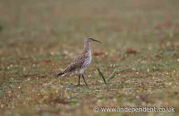 Bird species thought to be extinct in first recorded case