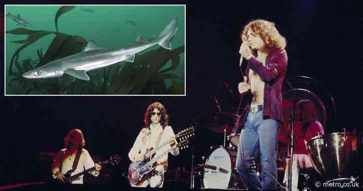 What actually happened with Led Zeppelin, a mud shark, and a groupie in 1969