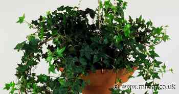 Common houseplant that is scientifically proven to remove dust from the air