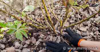 Gardeners urged over popular plants that need 'attention' before winter