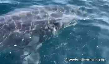 Un grand requin blanc observé dans les eaux de Port-Cros