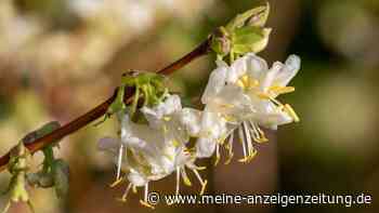 Winterharte Duftpflanzen: Süße Aromen im winterlichen Garten