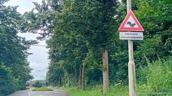 Waarschuwingsborden voor overstekende eekhoorns gestolen: 'Bizar'