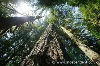 Feds want to allow more logging in Pacific Northwest to help curtail wildfires