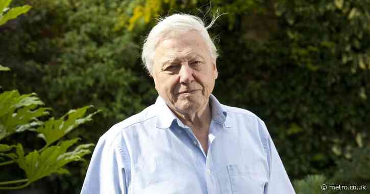 David Attenborough, 98, is ‘profoundly disturbed’ by unauthorised AI clone of voice